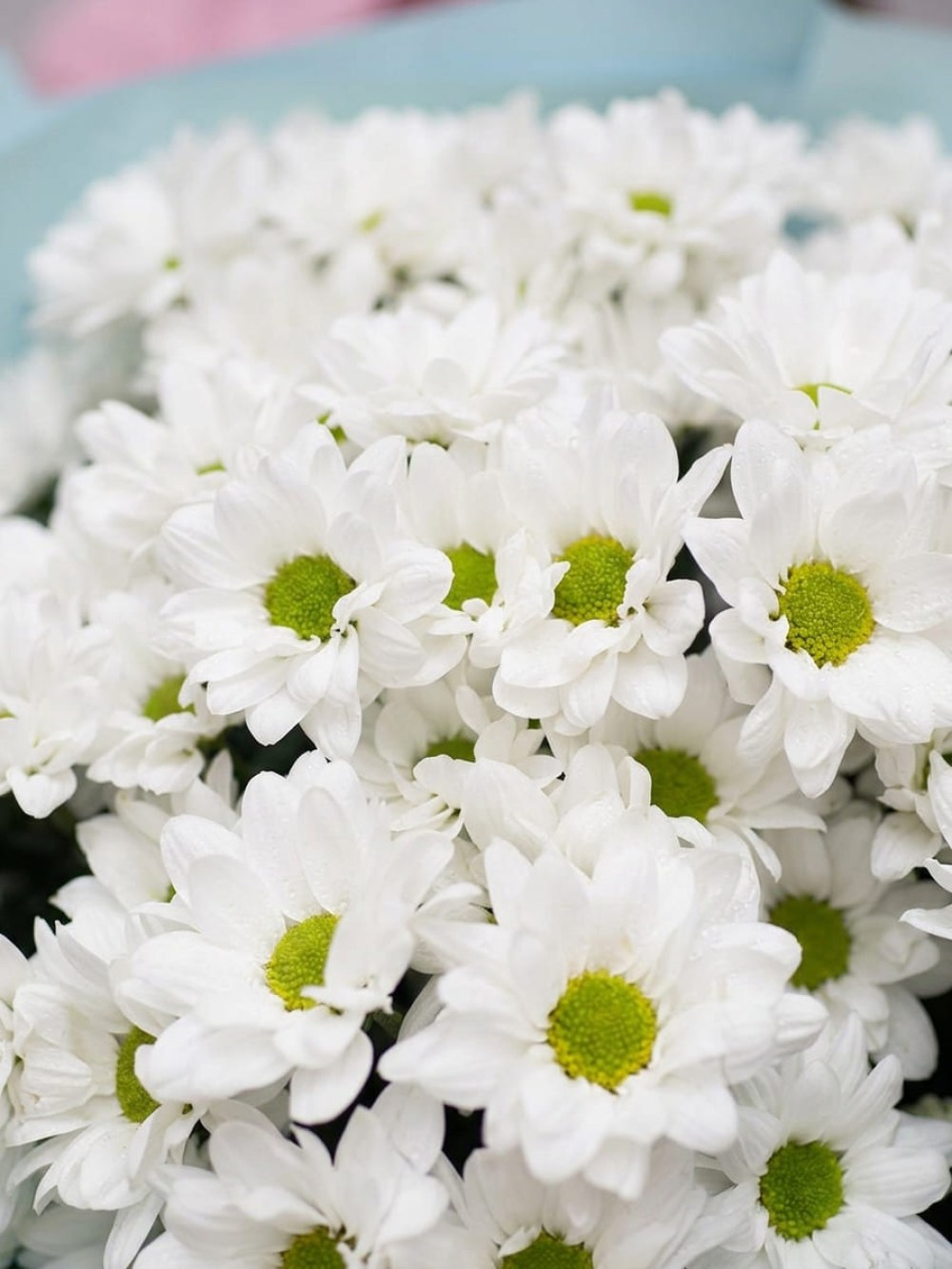 Bouquet of 9 branches of chamomile chrysanthemum in blue packaging