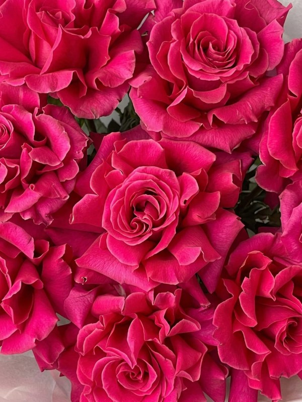 Bouquet of 9 hot pink French roses