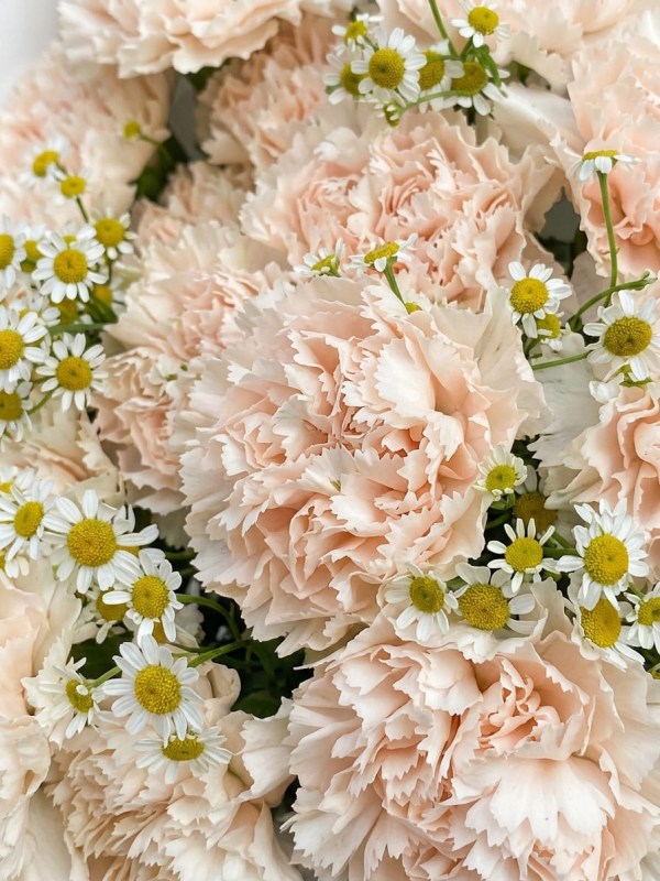 Buchet de cremă dianthus cu tanacetum