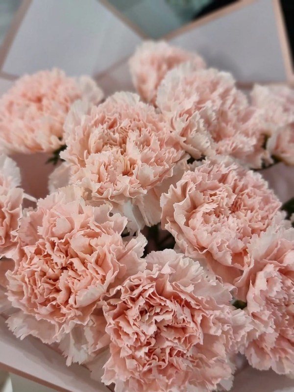 Buchet de cremă dianthus