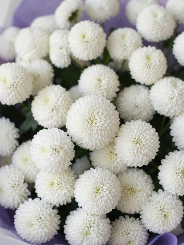 Buchet de crizanteme spray Nucă de cocos în ambalaj de designer
