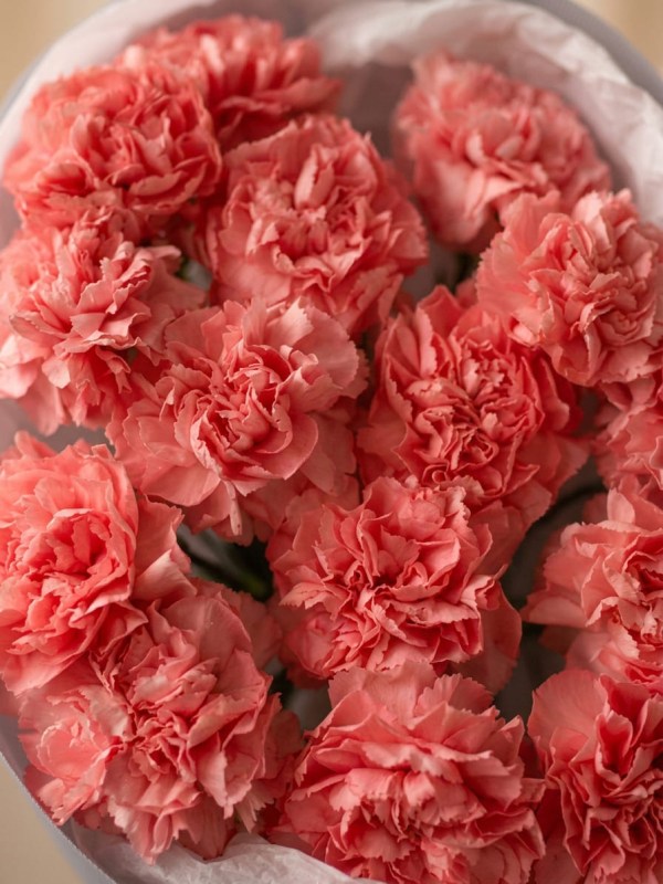 Buchet de 15 dianthus roz în ambalaj deschis