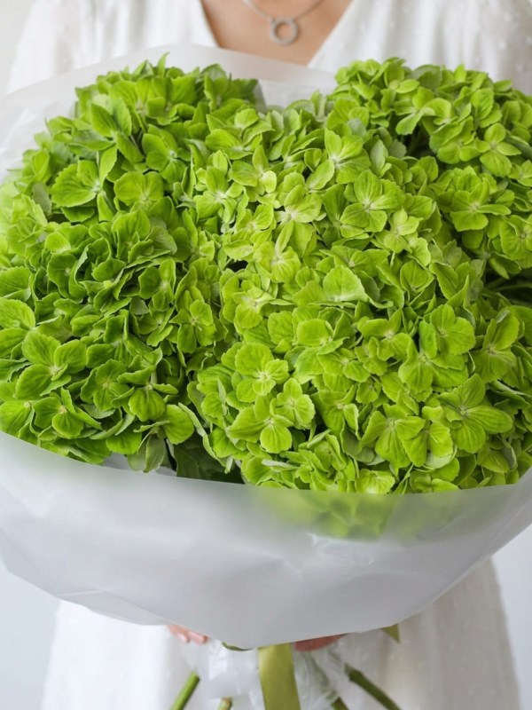 Buchet de hortensii verzi în ambalaj deschis