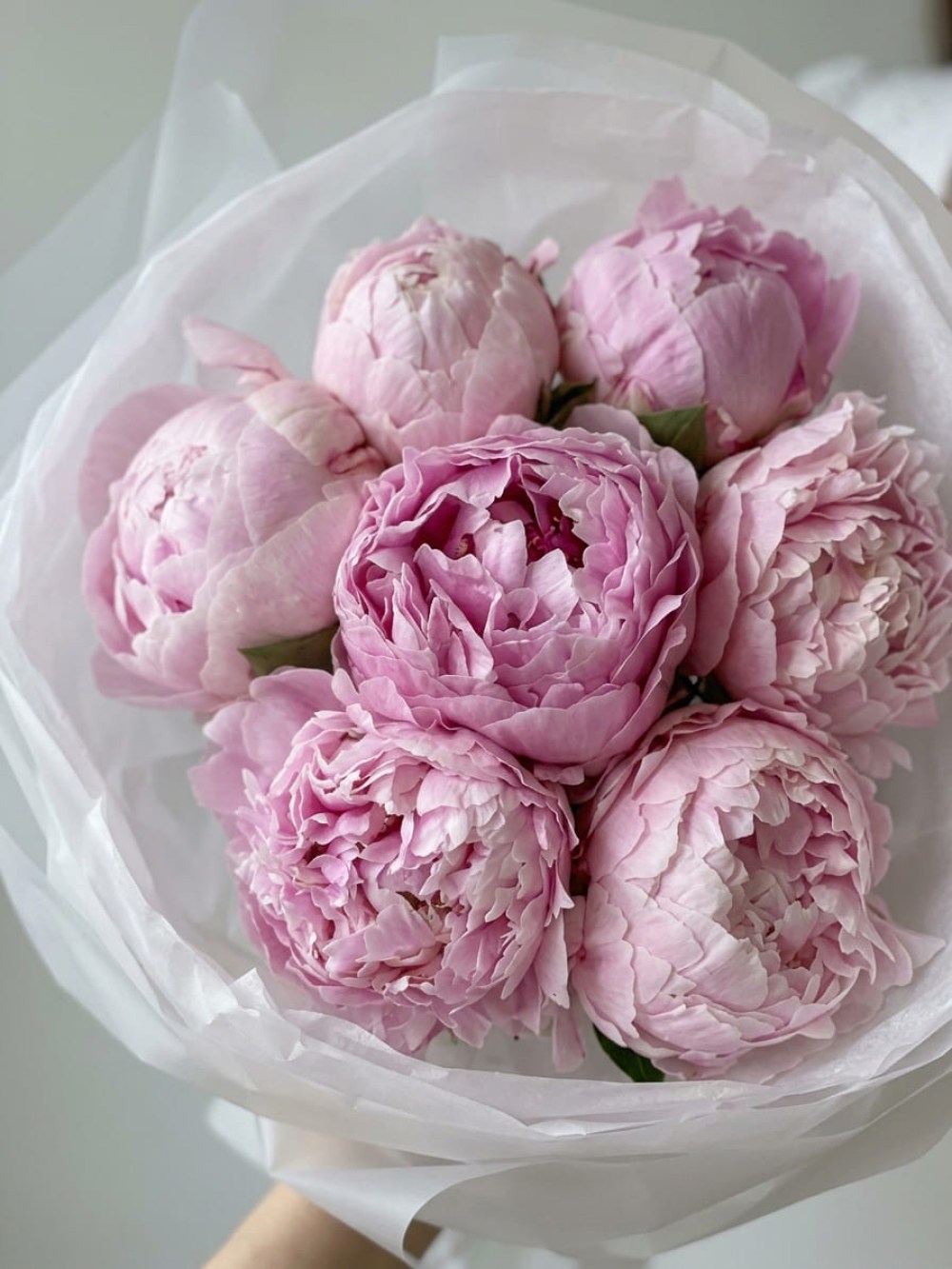 Buchet de 7 bujori Sarah Bernhardt în ambalaj deschis