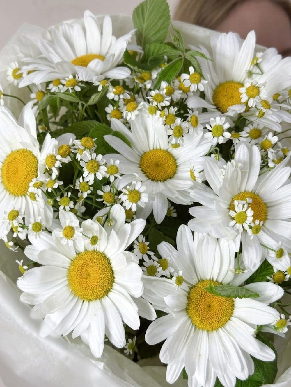 Buchet de margarete mari cu matricaria