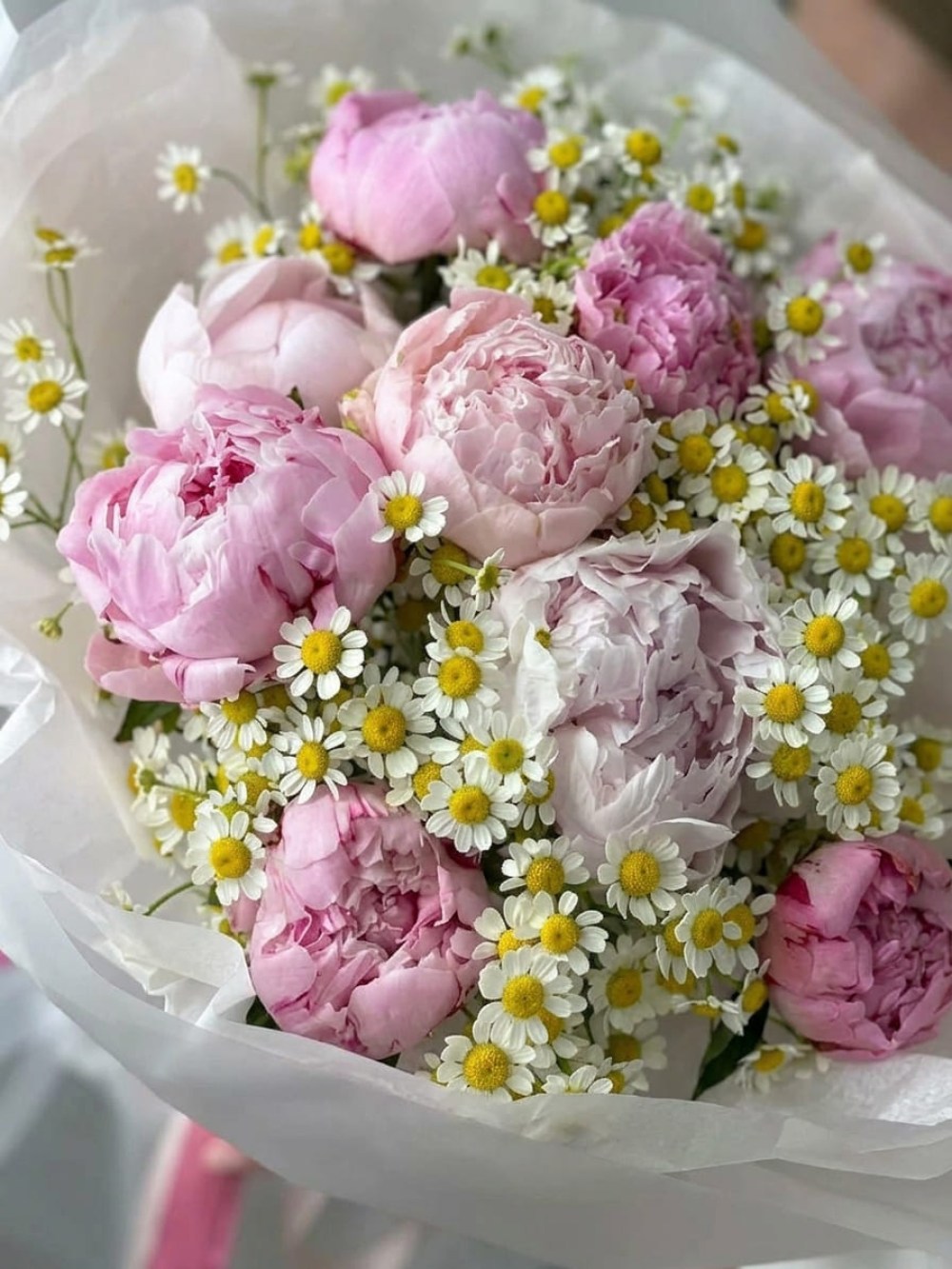 Buchet de bujori roz cu tanacetum în ambalaj deschis