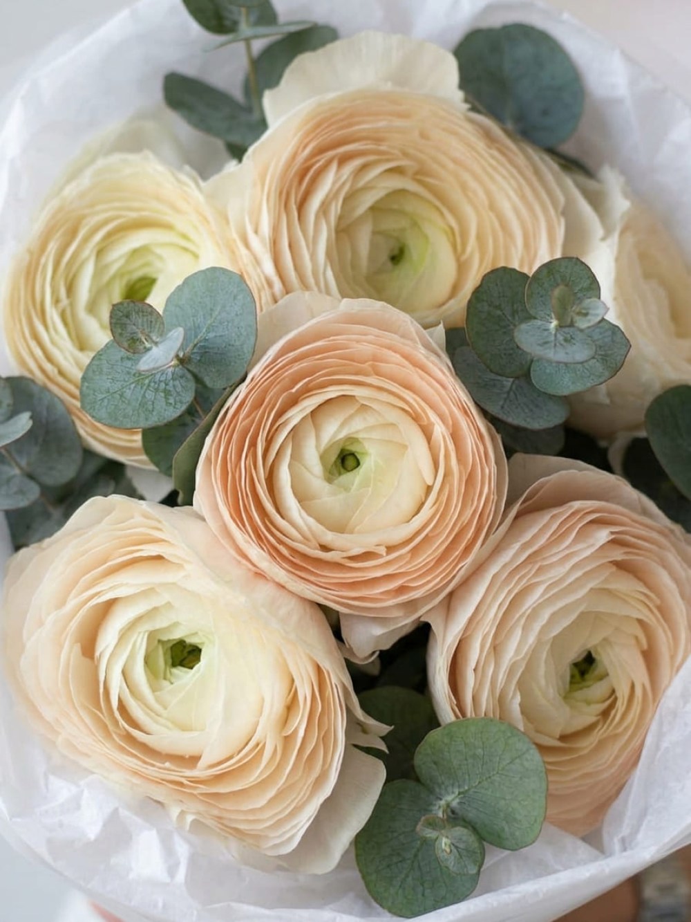 Buchet cu ranunculus crem si eucalipt