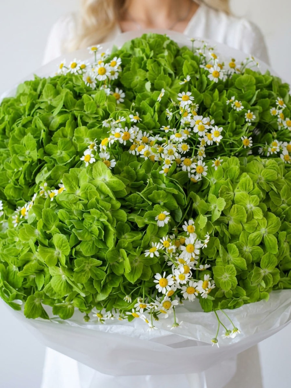 Buchet de hortensii verzi cu mușețel în ambalaj alb