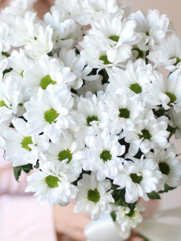 Mini buchet de crizanteme legat cu panglică