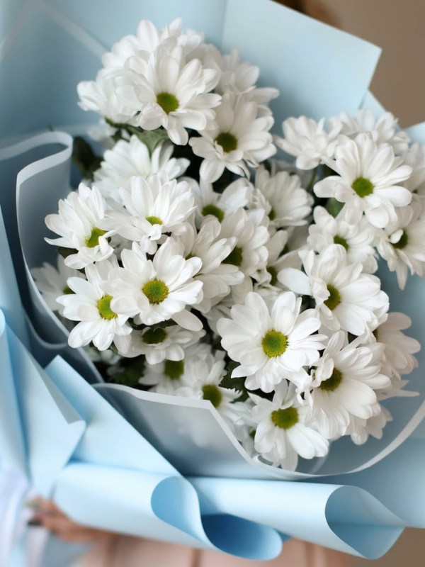 Mini buchet de crizanteme de mușețel în ambalaj albastru